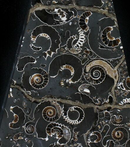 Polished Ammonite Fossil Slab - Marston Magna Marble #38938